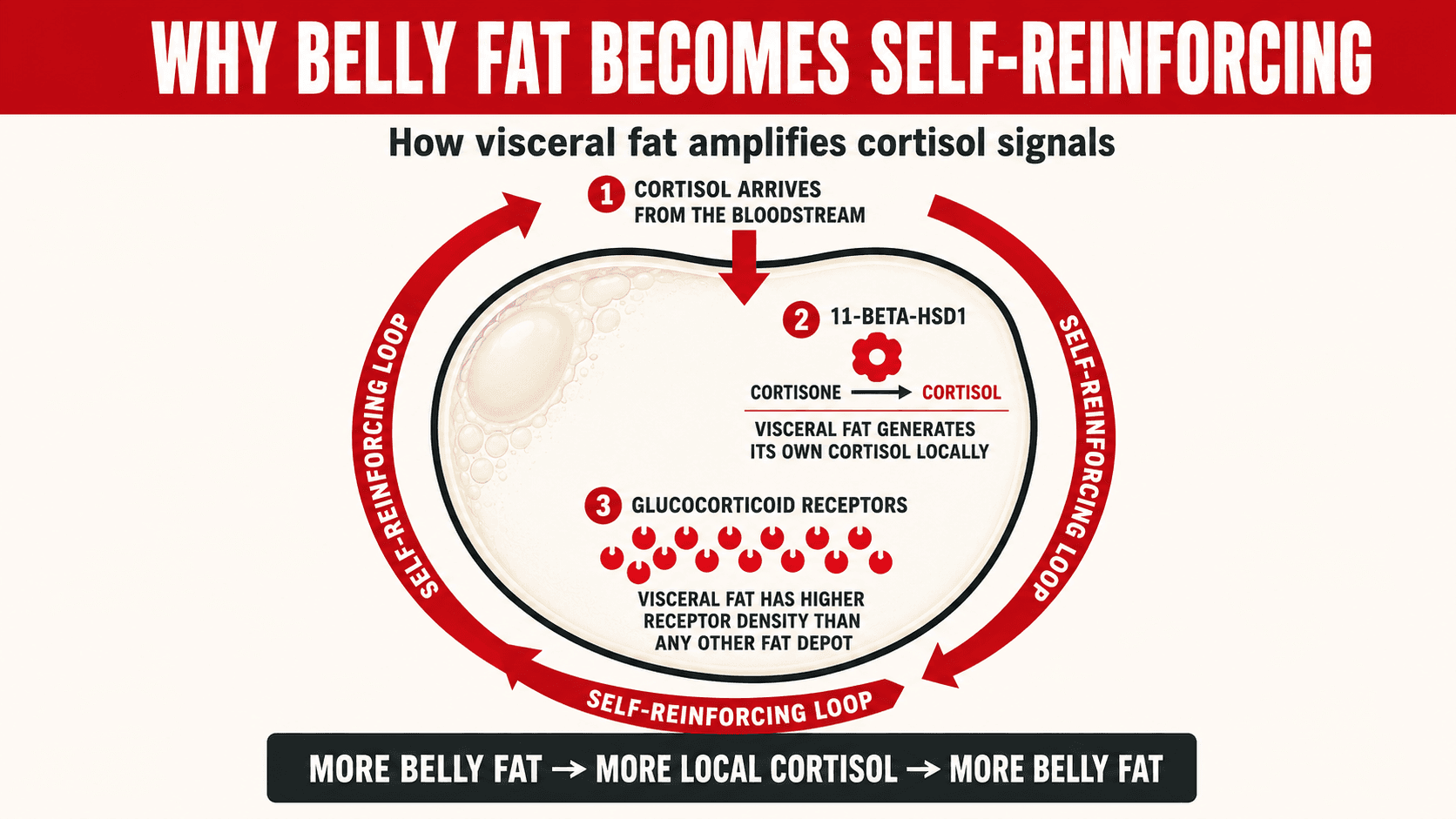 Diagram showing how visceral fat tissue amplifies cortisol signals through local enzyme activity, creating a self-reinforcing loop