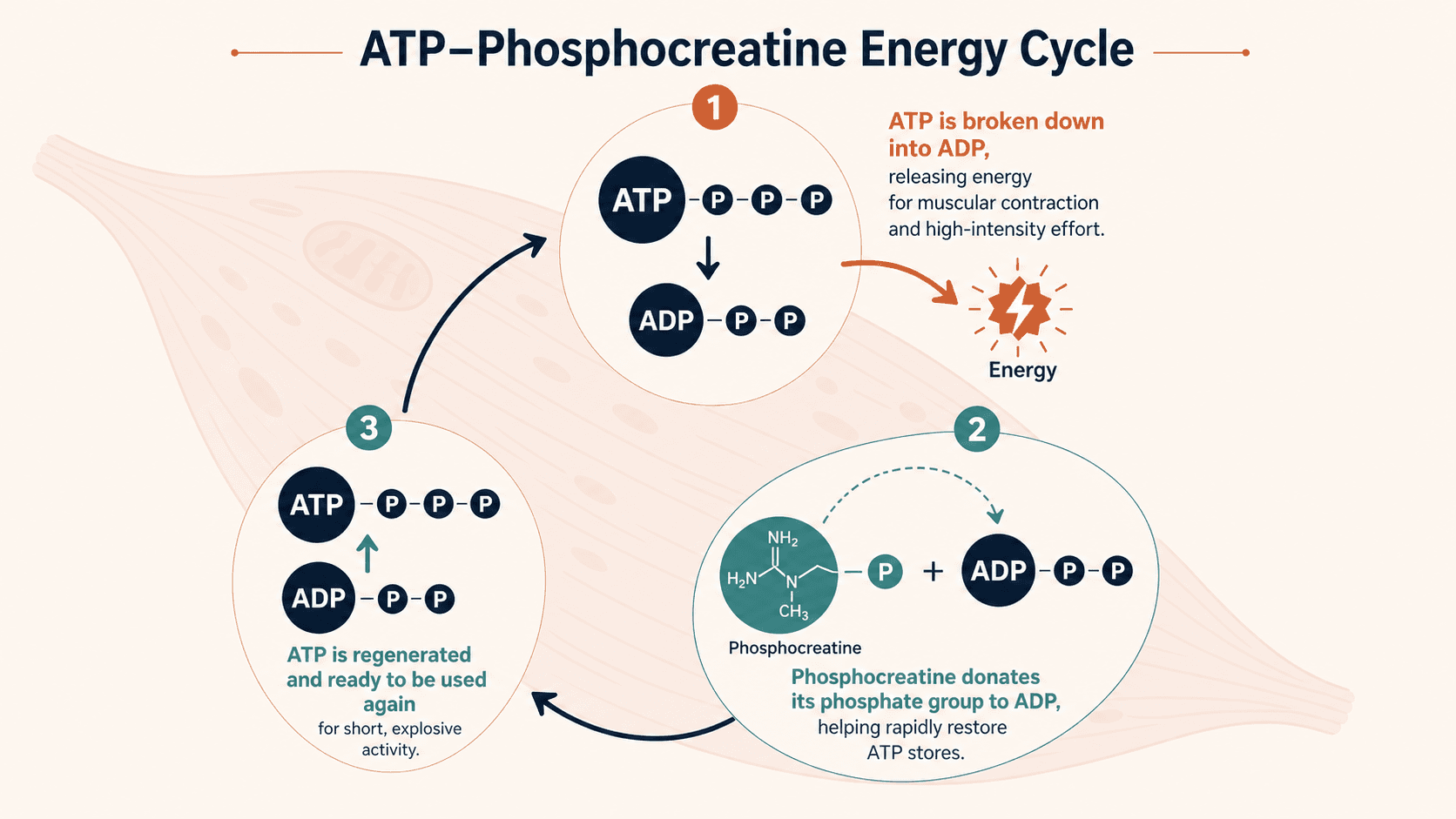 A simplified diagram of the ATP-phosphocreatine energy cycle in muscle cells, showing how creatine regenerates ATP for high-intensity effort