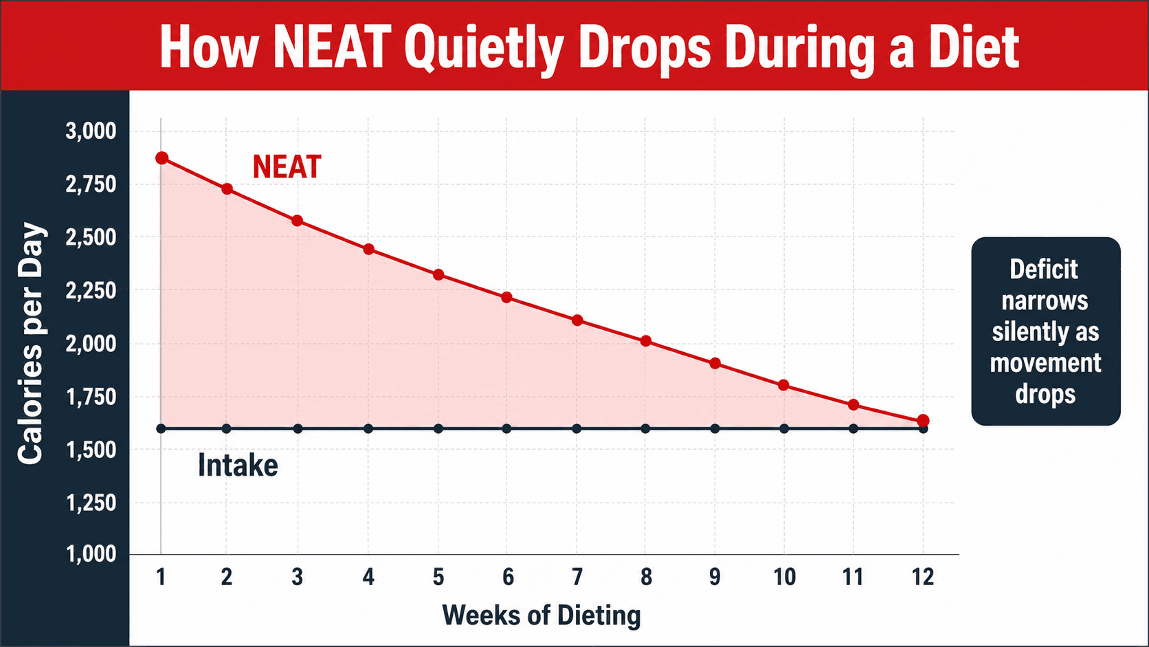 Graph showing how NEAT silently drops during sustained calorie restriction, narrowing the effective deficit and explaining why fat loss stalls even with strict dietary adherence