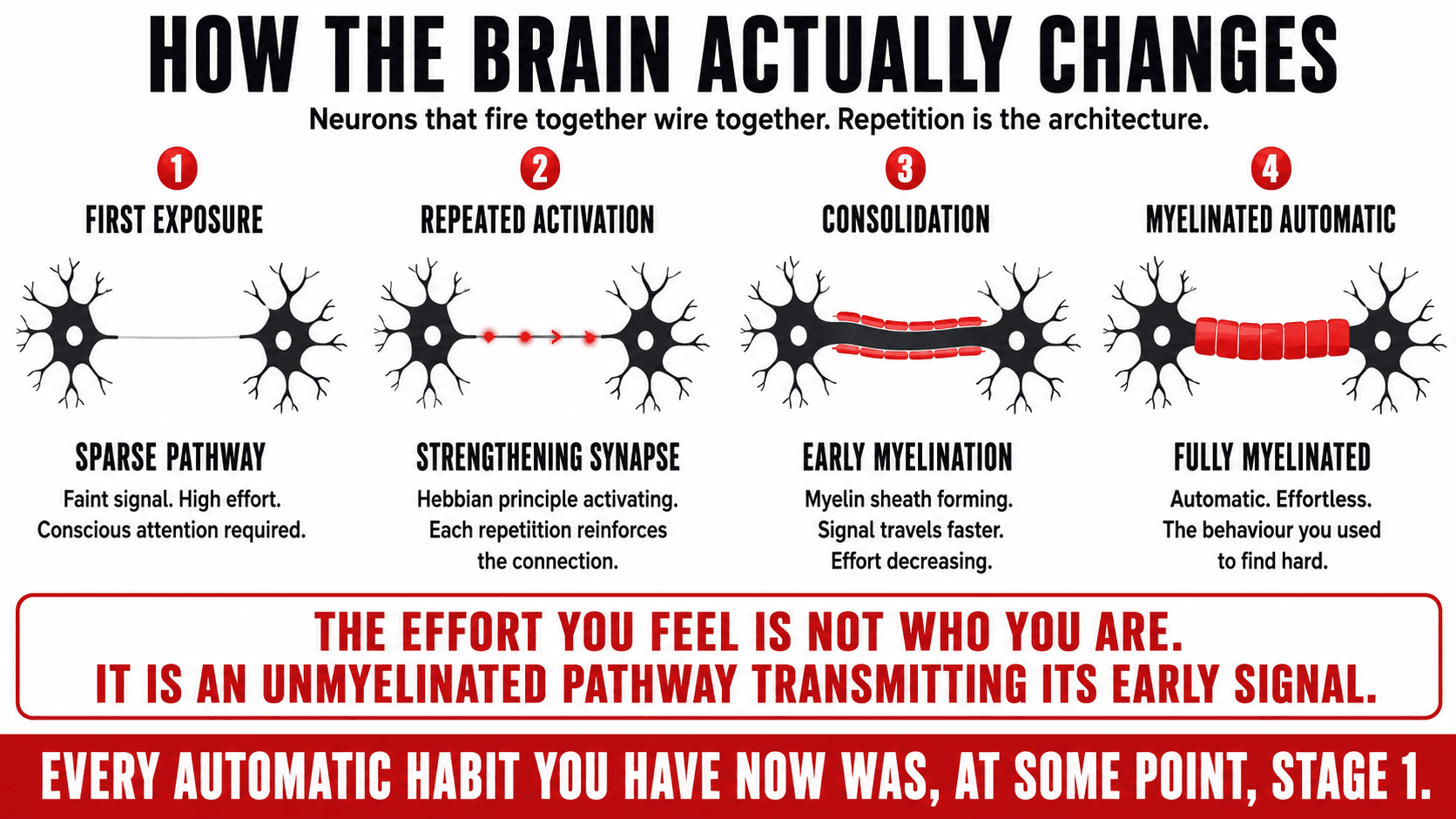 Diagram illustrating the brain's structure and the neuroplasticity mechanisms of synaptic strengthening, myelination, and cortical reorganisation