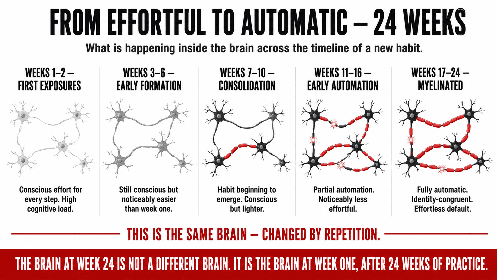 Visual timeline showing the progression from a new unmyelinated neural pathway in week one through to full myelination and automation at week twenty-four