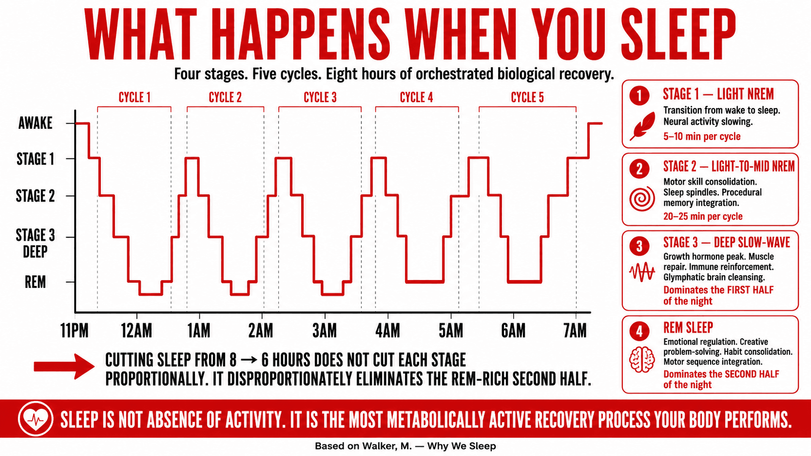Diagram of the four-stage sleep architecture showing NREM stages and REM cycles across a full night and what each stage does for recovery