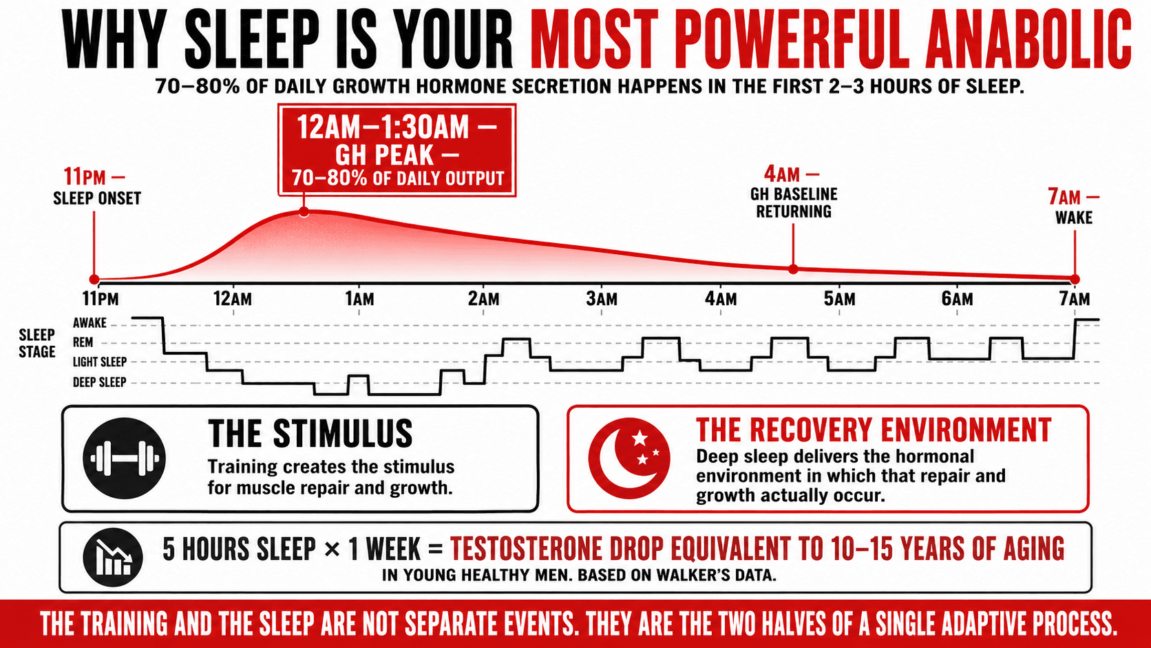 Graph showing growth hormone secretion peaking during early deep slow-wave sleep and its relationship to muscle protein synthesis and fat oxidation