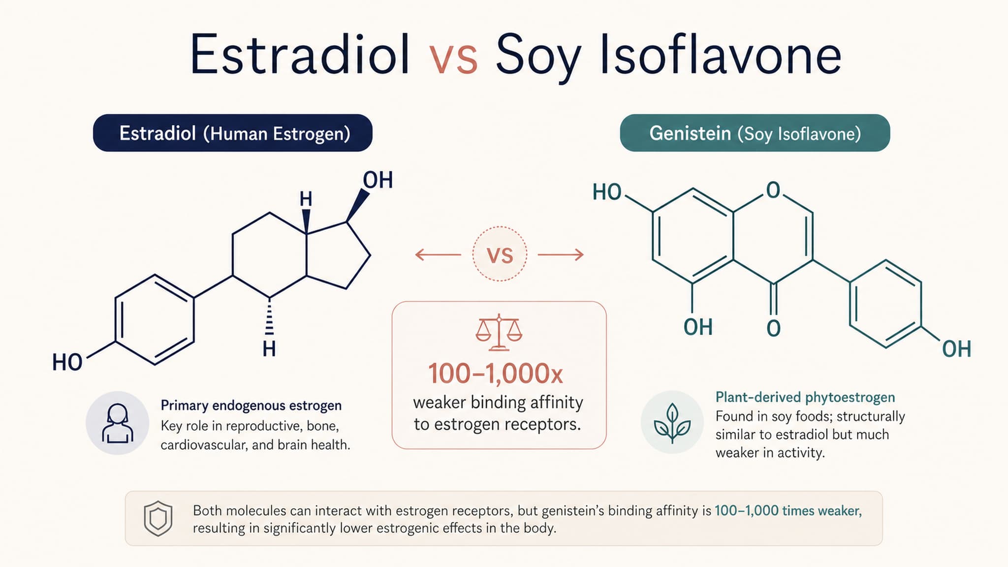 Infographic showing the structural difference between human estradiol and soy isoflavones, illustrating the much weaker receptor binding strength of phytoestrogens
