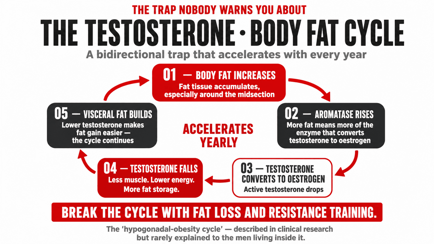 Infographic titled 'The Trap Nobody Warns You About — The Testosterone · Body Fat Cycle — a bidirectional trap that accelerates with every year' showing a circular five-stage flow around a central 'Accelerates Yearly' label: 01 Body Fat Increases (fat tissue accumulates, especially around the midsection), 02 Aromatase Rises (more fat means more of the enzyme that converts testosterone to oestrogen), 03 Testosterone Converts to Oestrogen (active testosterone drops), 04 Testosterone Falls (less muscle, lower energy, more fat storage), 05 Visceral Fat Builds (lower testosterone makes fat easier, the cycle continues), closing 'Break the cycle with fat loss and resistance training — the hypogonadal-obesity cycle, described in clinical research but rarely explained to the men living inside it'