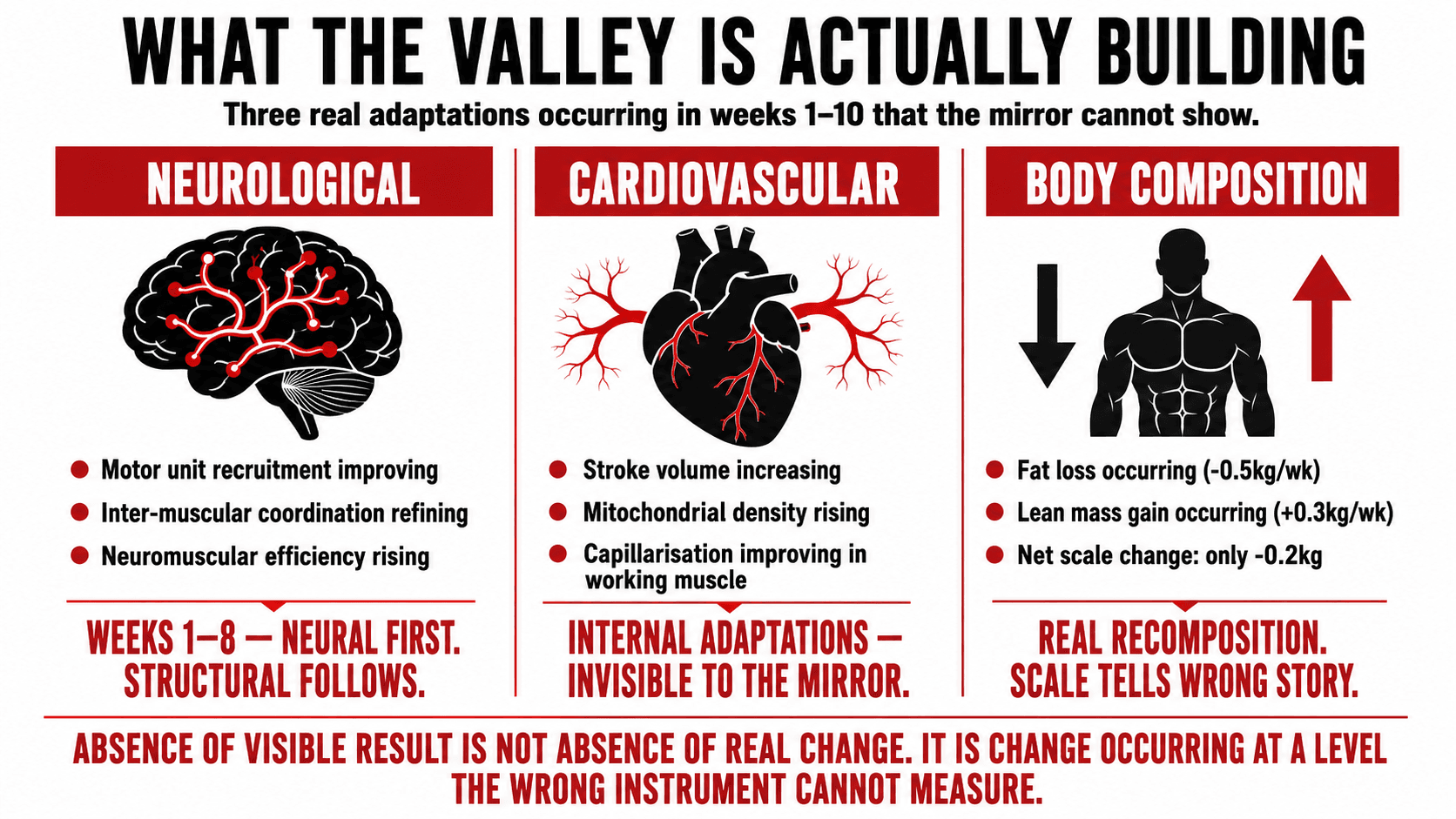 A cellular diagram showing the invisible physiological accumulation during the valley period — neurological adaptations, mitochondrial density, and early hypertrophic stimulus building below the threshold of visible change